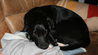 Buffy auf "ihrem" Sofa!